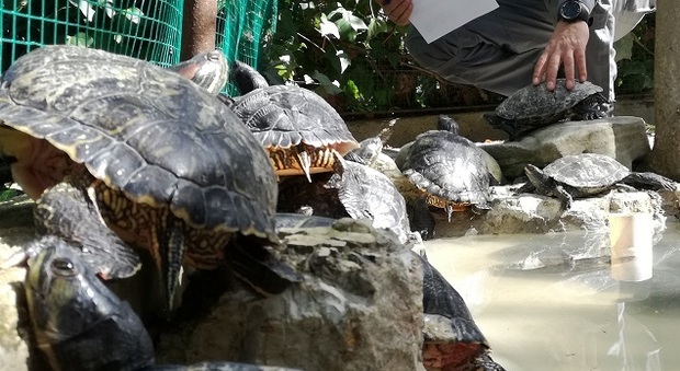 Dannose per l'ambiente: i forestali recuperano 4 tartarughe palustri