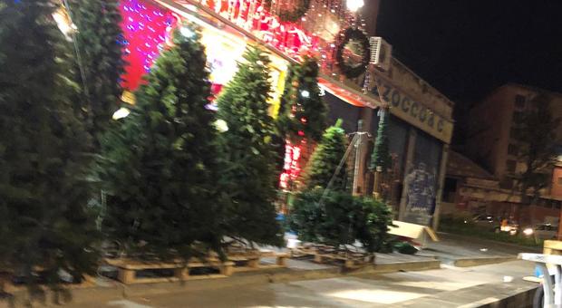 Il Natale degli abusivi a Napoli: sequestrato il negozio degli alberi fuorilegge