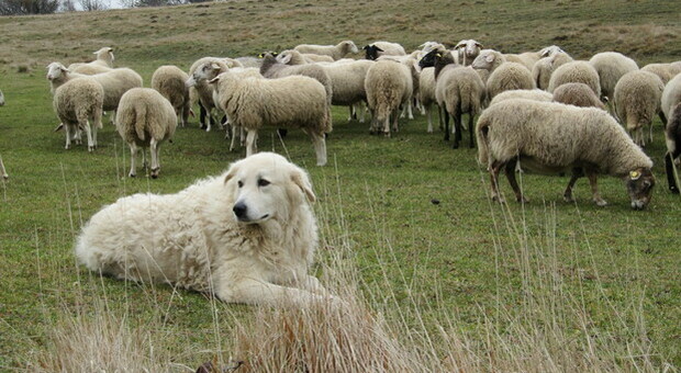 Animali, il Guardiano delle Greggi da ora si chiama "Cane da pastore abruzzese"