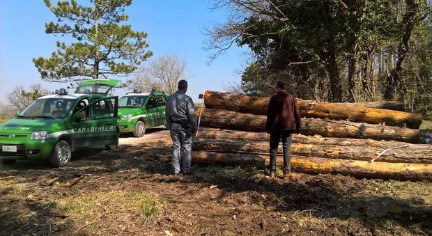 Fabriano, tagliavano troppi alberi Sequestrato cantiere a San Silvestro