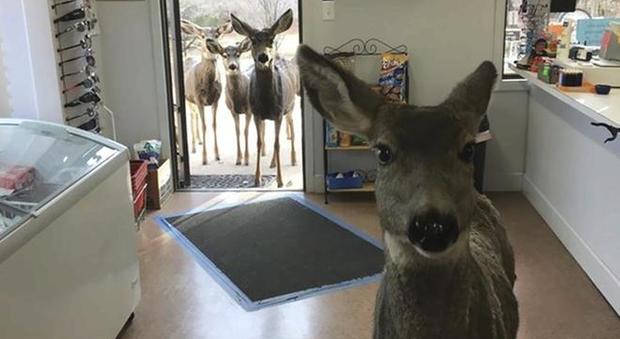 Colorado, la mamma cervo va in cerca di regali, poi chiama anche i cuccioli: sorpresa in un negozio