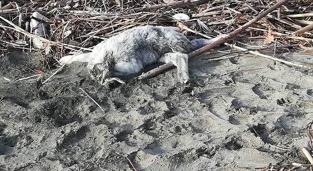 Agropoli, sul litorale macabra scoperta: trovato un capretto sgozzato
