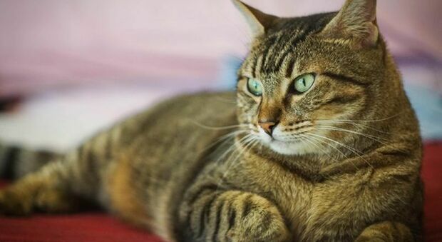 «I gatti sono animali pericolosi, specie invasiva», l'Accademia polacca delle scienze fa scattare le restrizioni: ecco perché