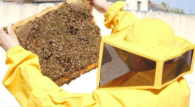 Miele, raccolto azzerato per il maltempo: le api lo mangiano per sopravvivere