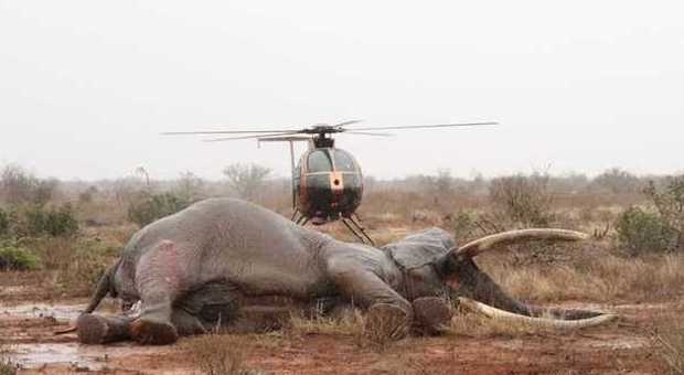 Bracconieri: elefante colpito da una freccia avvelenata