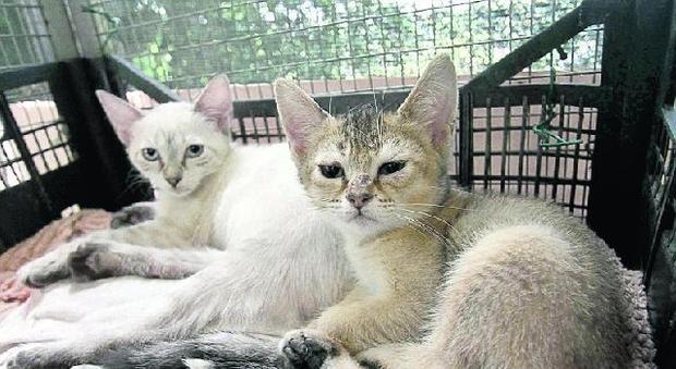 Nuovo gattile pronto per metà marzo Boltin: «I soldi li abbiamo messi noi»