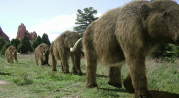 Una startup avrebbe intenzione di riportare in vita il Mammut grazie alle cellule di elefante