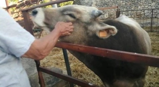 Una colletta per salvare il vitellino Casimiro: servono ancora 1000 euro