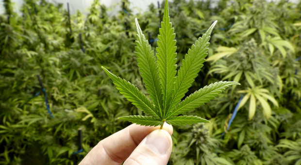 Cannabis per uso terapeutico, la legge cambia così