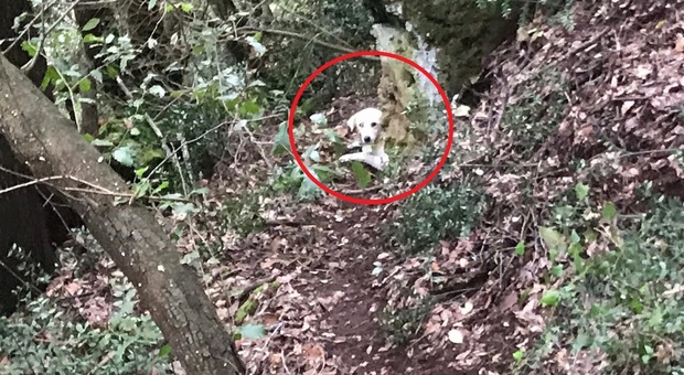 immagine Cane precipita in un dirupo di 70 metri, salvato dopo 2 giorni dalla Protezione Civile