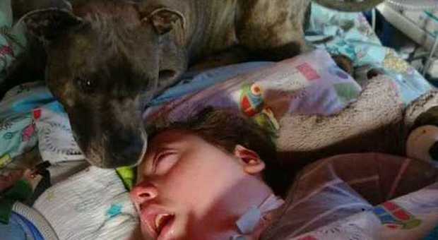Tascha, il cane che si prende cura del bimbo in coma da dieci anni. «Vogliono mandarlo via»