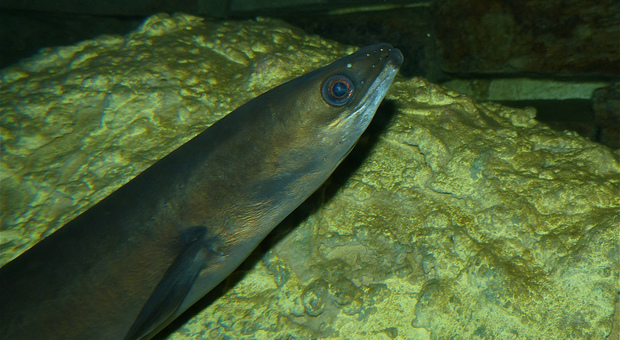 Droghe e medicinali nell'ambiente, gravi rischi per gli animali e per l'uomo: lo studio sulle anguille