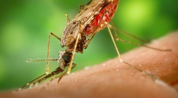Viaggi e vacanze: come difendersi dalla malaria prima di partire