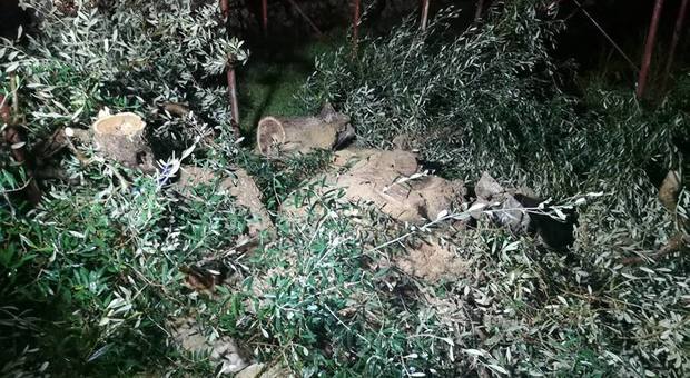 Blitz in serata nel terreno a Cisternino: sradicato l'albero malato di Ciampolillo