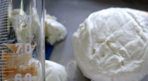 Un test del Cnr smaschera il latte straniero nella mozzarella di bufala