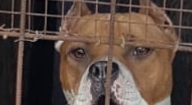 Choc in Campania, taglia le orecchie al suo cane: denunciato 38enne