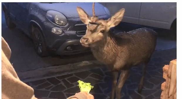 Cortina d'Ampezzo. Un cervo passeggia per il mercato in cerca di cibo: mangia e risale in quota