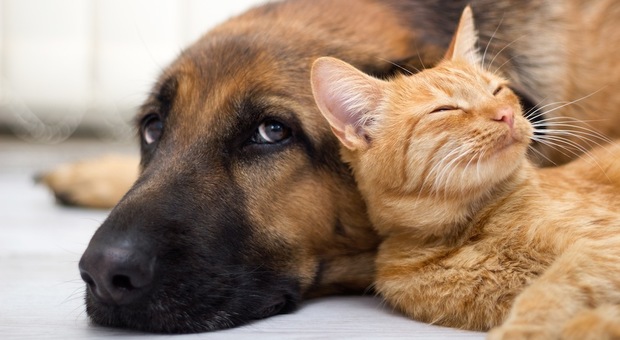 Coronavirus, animali esposti al contagio. Gli esperti: «I gatti più sensibili rispetto ai cani, vanno isolati dai padroni infetti»