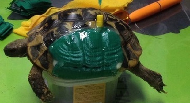 Un “guscio” nuovo (stampato in 3D): salva la tartaruga finita sotto l’auto