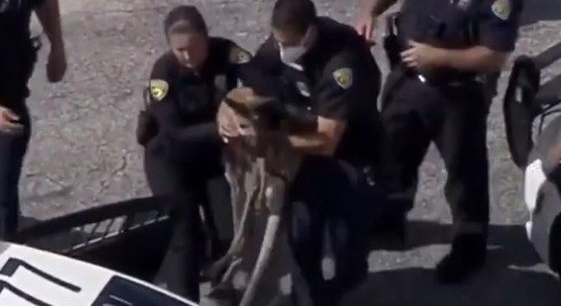 Un canguro per le strade della Florida: i poliziotti lo accerchiano e lo «arrestano» VIDEO Un canguro per le strade della Florida: i poliziotti lo accerchiano e lo «arrestano» VIDEO
