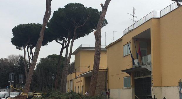 Scuole Roma, alberi a rischio crollo nei cortili: uno su tre arrivato a fine vita