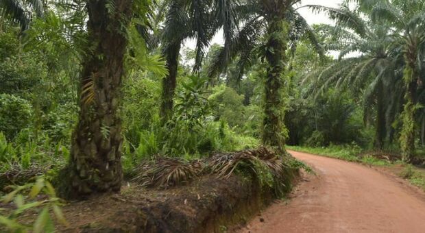 Covid, una foresta «diffusa» di 3mila alberi dedicata ai bimbi nati durante la pandemia