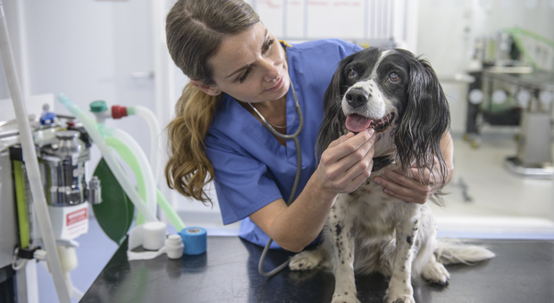 La terza età dei cani, la veterinaria: «Attenzione ai cambiamenti di peso e di comportamento»