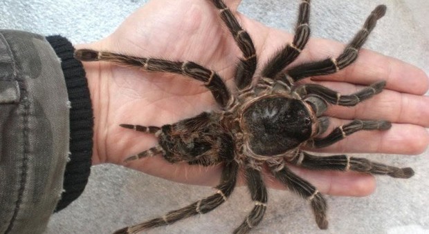 Morto il ragno più anziano al mondo: «Ucciso da una puntura di vespa», aveva 43 anni