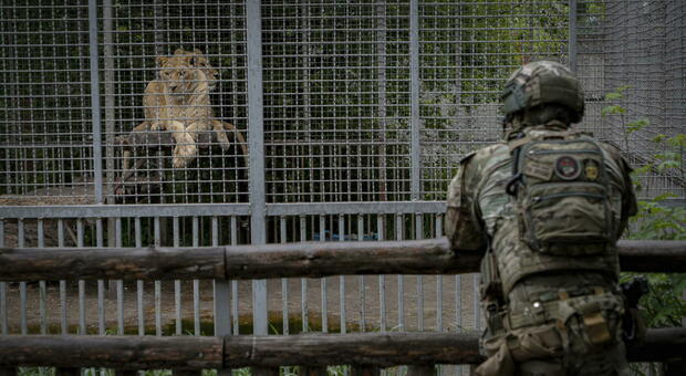 L'esercito russo «mangia gli animali» allo zoo di Yampil (nel Donesk) per sopravvivere