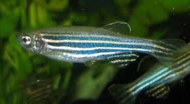 Alzheimer, nei pesci gene cruciale per capire (e curare) malattie neurodegenerative: come funziona "bdnf" negli zebrafish