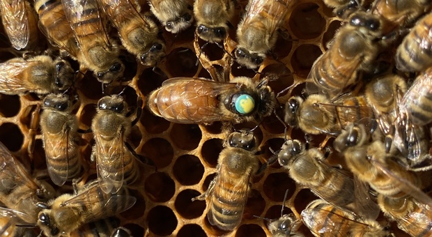World Bee Day, una giornata per il sostegno delle api