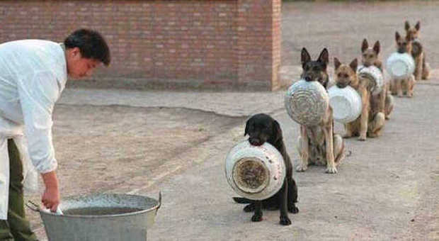 I cani-poliziotto in fila per la cena: la foto spopola sul web