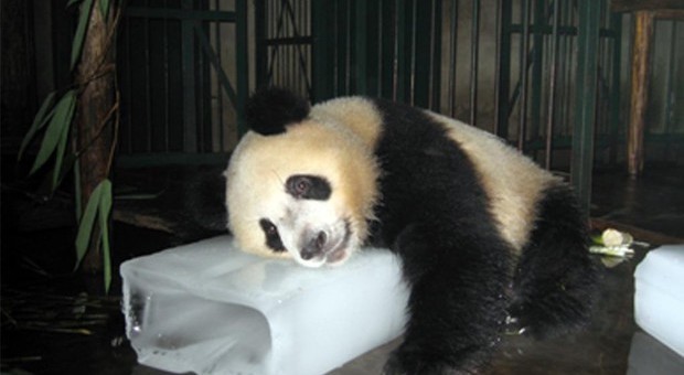 Panda preso a sassate da un visitatore nello zoo di Pechino