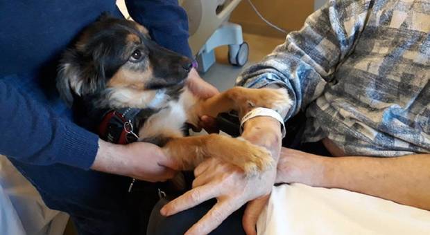 Ricoverato in ospedale dopo un ictus riabbraccia il suo cagnolino e riesce a parlare