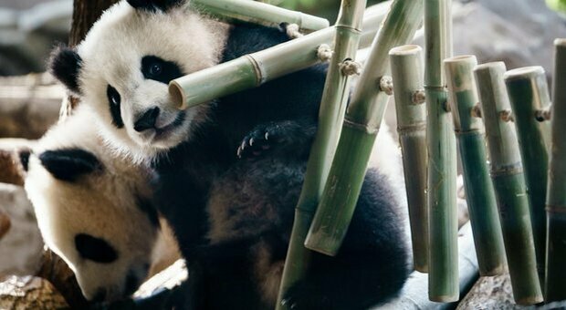 Telecamere ad infrarossi per identificare i panda giganti: la tecnologia, in Cina, a servizio degli animali