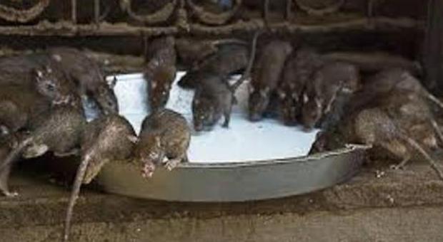 Anziana in casa tra i topi e con 51 cani Viveva in mezzo alla sporcizia