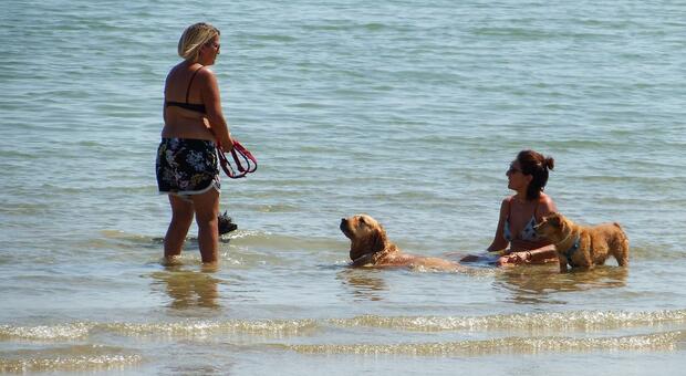 De Vecchis porterà il caso in consiglio comunale: «Per i cani non c’è spiaggia, la Riviera è un’anomalia»