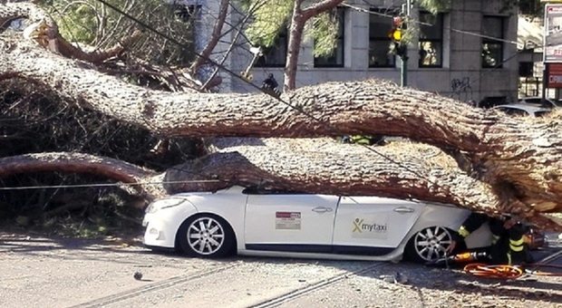 Roma, allarme per il crollo degli alberi: maxi perizia della procura per scoprire le omissioni