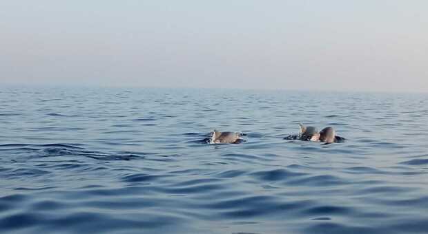 Tornano i delfini nel mare del Salento: spettacolare avvistamento