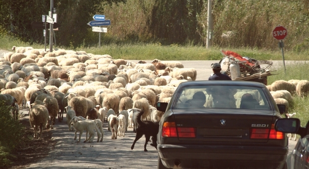 Allevatori di pecore preoccupati per il raid dei lupi