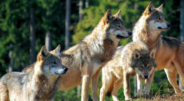 L'Ampezzo si difende dalle predazioni dei lupi