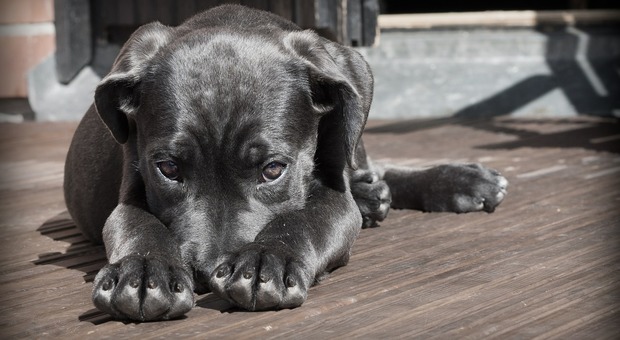 Leishmaniosi e infezioni canine: regole, prevenzione e cura