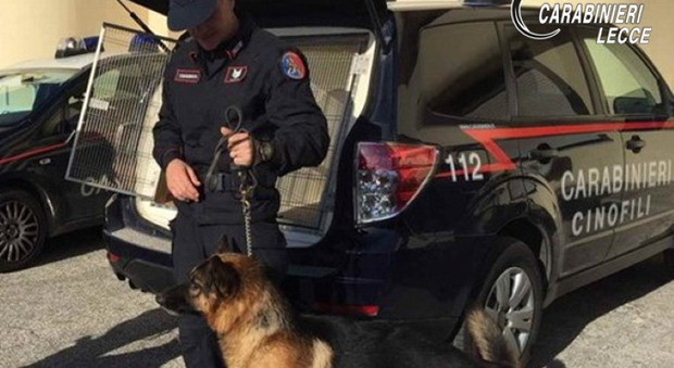 Lo stupefacente non sfugge al fiuto di “Fighter”, il cane antidroga dei carabinieri: un arresto