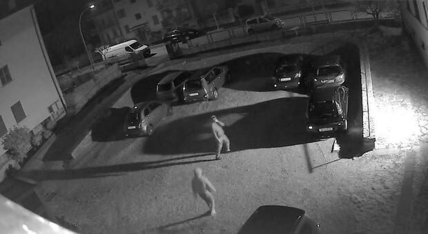 Banda di ladri assalta tre bar del centro e ruba sigarette, computer, salami e mance: ripresi dalle telecamere