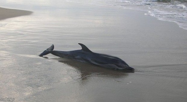 L'agonia del delfino spiaggiato sul litorale romano: è di una specie rarissima