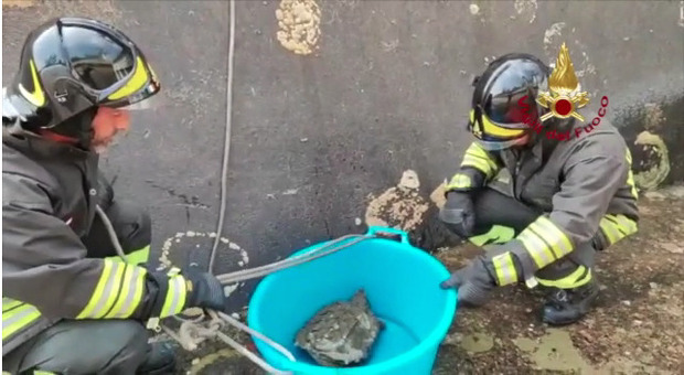 Narni, recuperata una tartaruga azzannatrice sulla diga dell'Acea. In Italia è considerata "specie aliena" all'ambiente naturale.