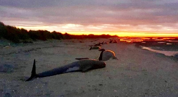 Le balene morte spiaggiate (immag diffuse da Project Jonah New Zealand e Department of Conservation sui social)