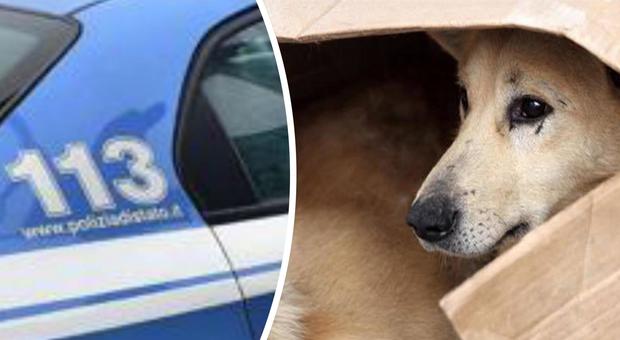La poliziotta sfama un cane randagio, aggredita a calci e pugni e rimproverata da un consigliere comunale