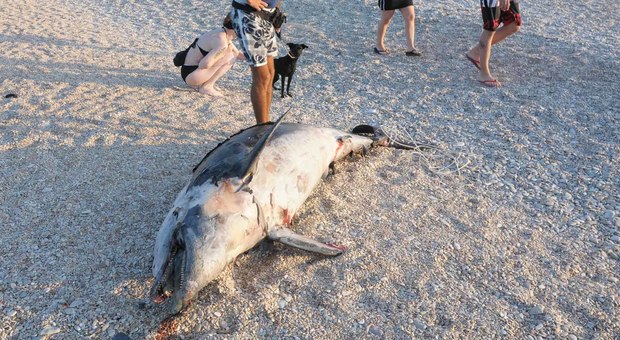 Senigallia, delfino di 2 metri muore spiaggiato: aveva ingoiato una rete da pesca