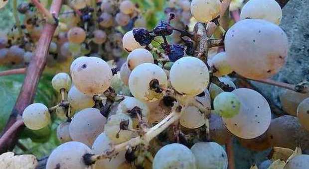 ​Incendio doloso nella cantina dei vini 50mila euro il danno: l'uva da buttare
